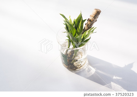 Apollo plant 37520323