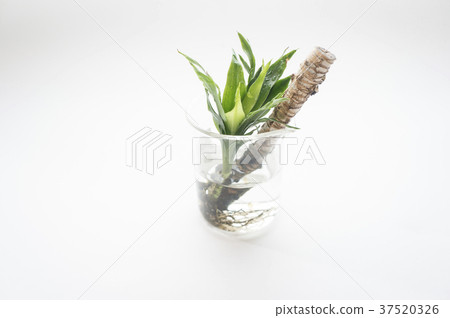 Apollo plant 37520326