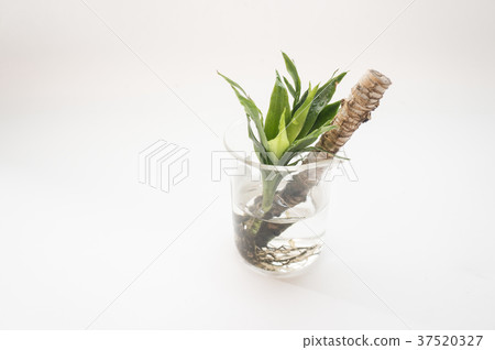 阿波羅植物 37520327