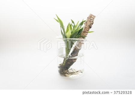 Apollo plant 37520328