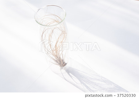 Air pineapple Air pineapple 37520330