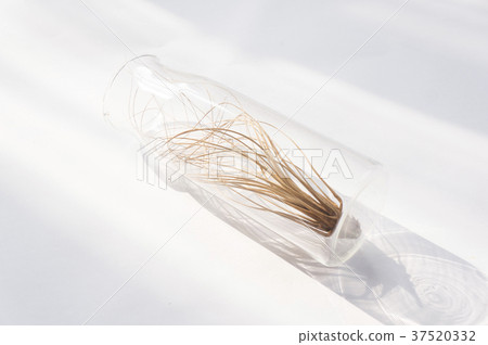 空氣鳳梨 空氣鳳梨 37520332