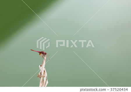 dragonfly on the branch 37520434