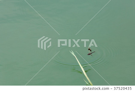 dragonfly on the branch dragonfly on the branch 37520435