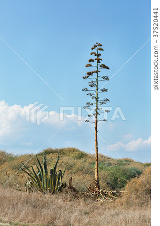 high and low cactus from the sea high and low cactus from the sea 37520441