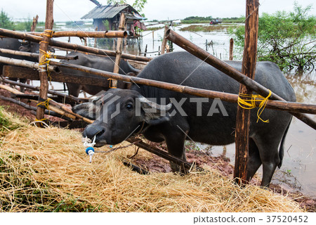Thai native water buffalo farm at Thailand . Thai native water buffalo farm at Thailand . 37520452