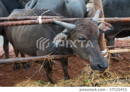 Thai native water buffalo farm at Thailand . Thai native water buffalo farm at Thailand . 37520453