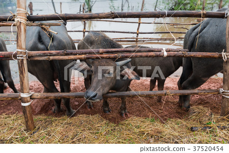 Thai native water buffalo farm at Thailand . Thai native water buffalo farm at Thailand . 37520454