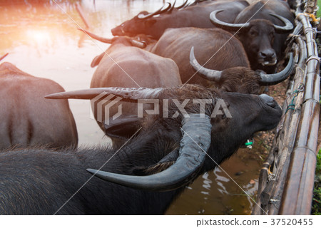 Thai native water buffalo farm at Thailand . Thai native water buffalo farm at Thailand . 37520455