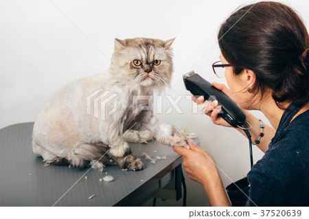 groomer trimming cat groomer trimming cat 37520639