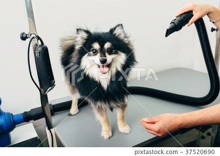 drying a dog after a hairstyle 37520690