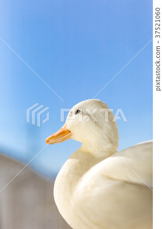 Cole Duck 37521060