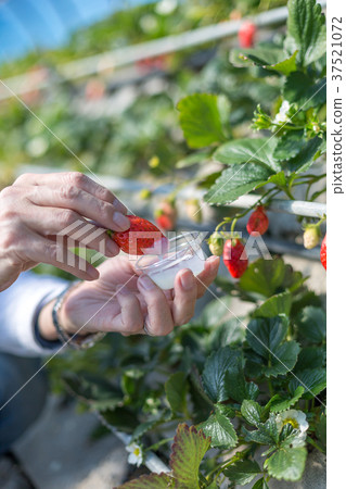 草莓採摘 37521072