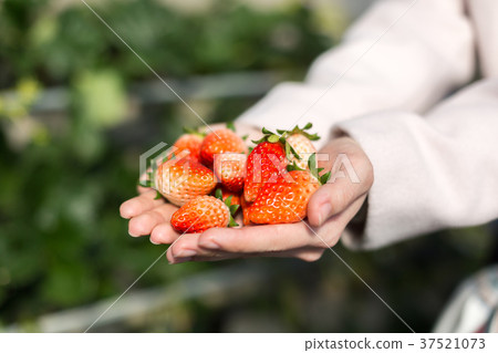 Ichigo狩獵屋 37521073