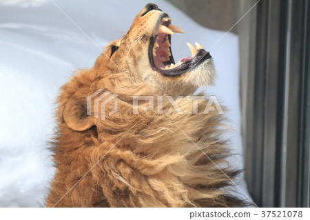 lion 37521078