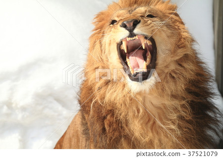 lion 37521079