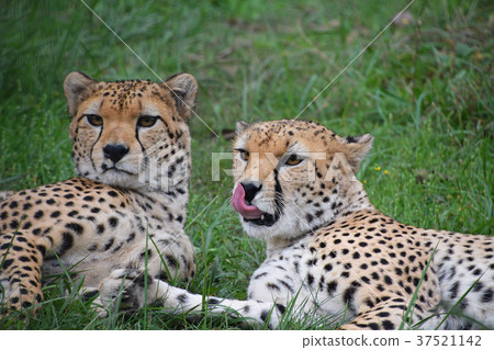 Couple of cheetahs resting in green grass 37521142