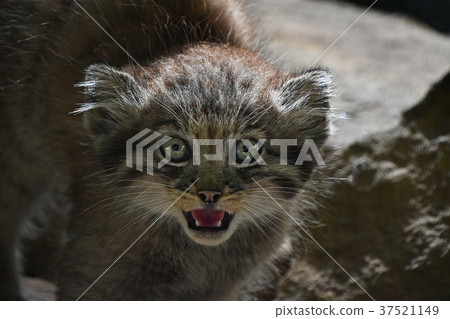 Close up portrait of manul kitten hissing 37521149
