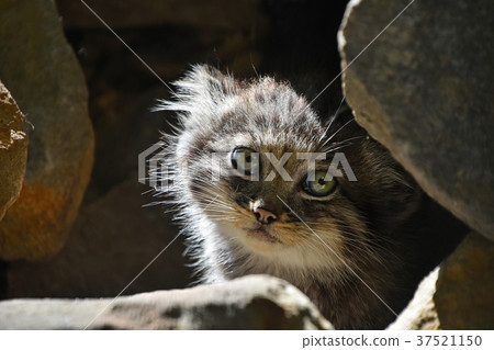 Close up portrait of manul kitten Close up portrait of manul kitten 37521150