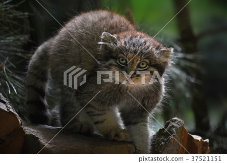 Close up portrait of manul kitten Close up portrait of manul kitten 37521151