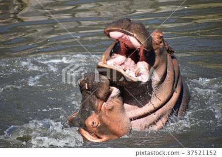 Couple of hippos swim and play in water Couple of hippos swim and play in water 37521152