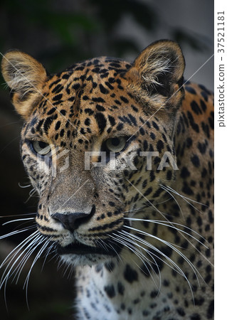 Close up portrait of Persian leopard Close up portrait of Persian leopard 37521181