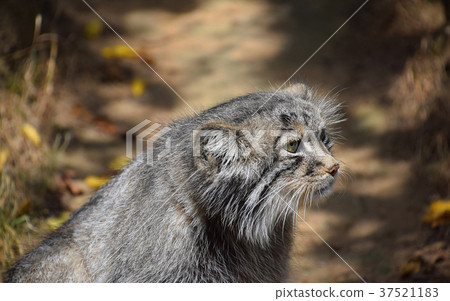 Close up side profile portrait of manul Pallas cat 37521183