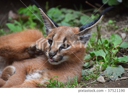 Close up portrait of baby caracal kitten 37521190