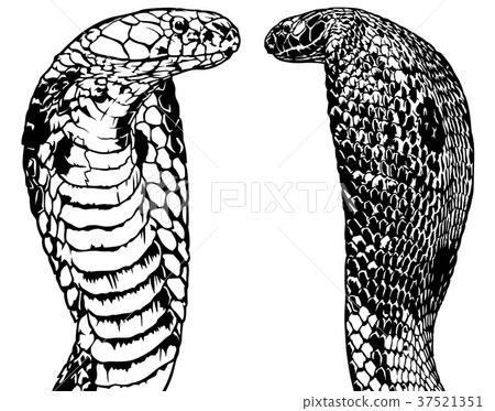 King Cobra Set 37521351