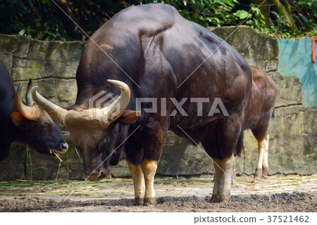 Family of gaur Family of gaur 37521462