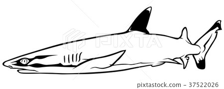 Whitetip Reef Shark 37522026