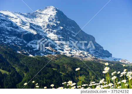 Eiger and flowers Eiger and flowers 37524232
