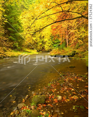 Beautiful landscape with river in autumnal forest Beautiful landscape with river in autumnal forest 37524362