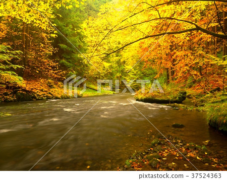 Autumn stream in red wood at rainy day. Autumn Autumn stream in red wood at rainy day. Autumn 37524363