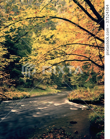Autumnal nature. Beautiful autumn forest  37524364