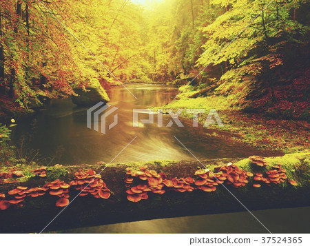 Colorful fall forest with mushrooms grow on trunk Colorful fall forest with mushrooms grow on trunk 37524365