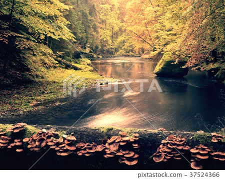 Fall forest with mushrooms grow on fallen trunk  37524366