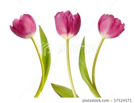 Three pink tulips Three pink tulips 37524371