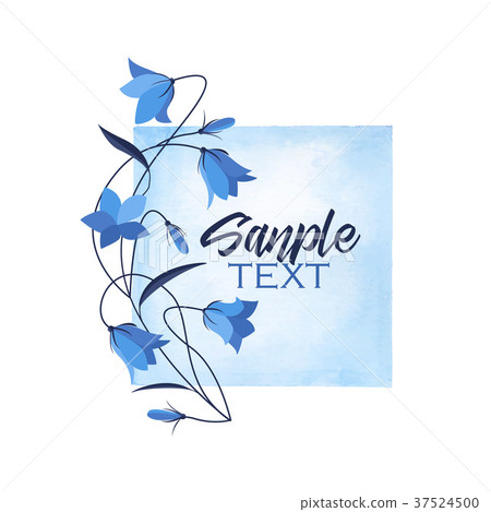 Summer flower campanula 37524500