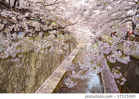 From Takaido to Mt. Hamada Cherry blossoms along the Kanda River From Takaido to Mt. Hamada Cherry blossoms along the Kanda River 37525095