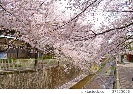 From Takaido to Mt. Hamada Cherry blossoms along the Kanda River 37525096