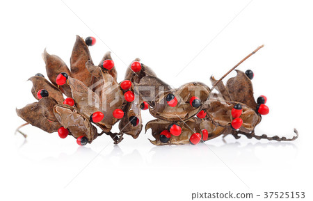 Jequirity (Abrus precatorius Linn.) Jequirity (Abrus precatorius Linn.) 37525153