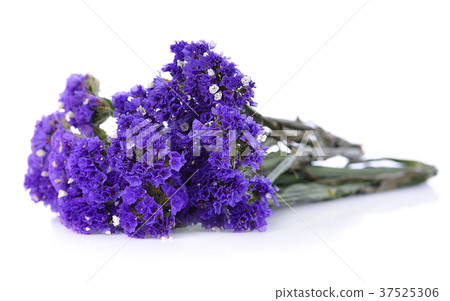 Dry statice flower on white background Dry statice flower on white background 37525306