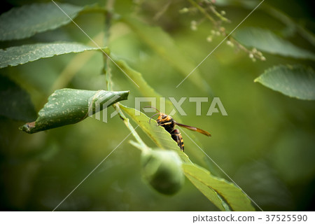 Green wasp perching on a leaf 37525590
