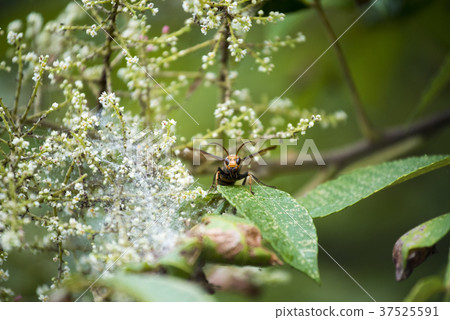 Asiatic wasp on camera 37525591