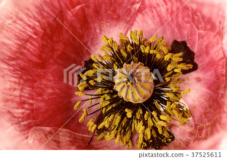 Poppy flower background 37525611