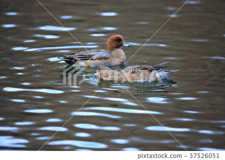 Hydrigamo Hydrigamo 37526051