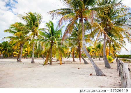 Palm trees on white sand beach on Holbox island Palm trees on white sand beach on Holbox island 37526449