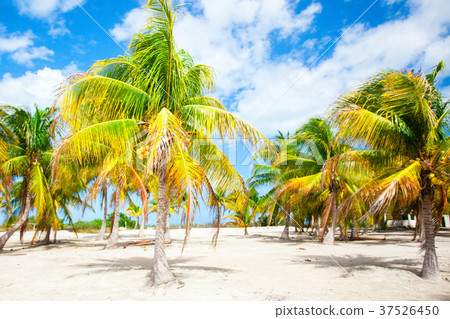 Palm trees on white sandy beach Palm trees on white sandy beach 37526450