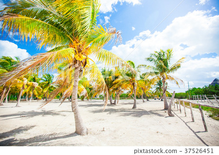 Palm trees on white sand beach on island Palm trees on white sand beach on island 37526451